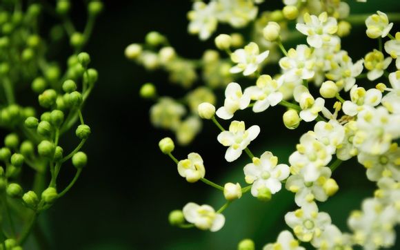 电视剧锁清秋 结局