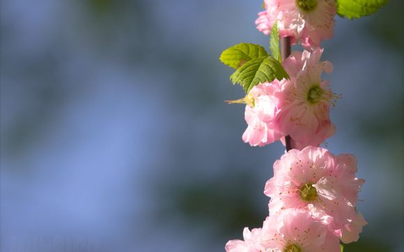 电视剧忠义双雄大结局